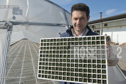 Foiano (Arezzo) 21/3/12 - Crescita delle piantine di tabacco in serra ©Graziano Arici/Rosebud2