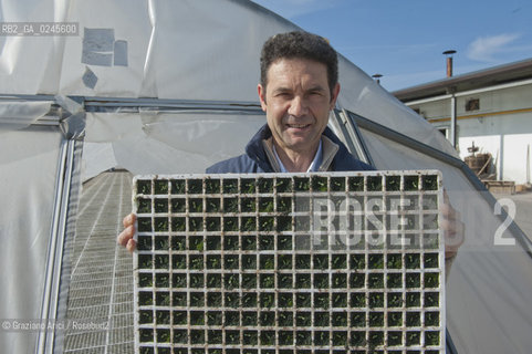 Foiano (Arezzo) 21/3/12 - Crescita delle piantine di tabacco in serra ©Graziano Arici/Rosebud2