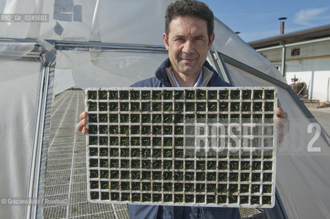 Foiano (Arezzo) 21/3/12 - Crescita delle piantine di tabacco in serra ©Graziano Arici/Rosebud2