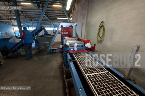 Foiano (Arezzo) 21/3/12 - Preparazione dei plateau con torba e seme impillolato ©Graziano Arici/Rosebud2