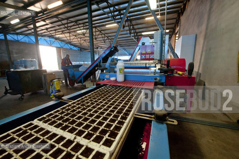 Foiano (Arezzo) 21/3/12 - Preparazione dei plateau con torba e seme impillolato ©Graziano Arici/Rosebud2