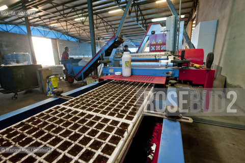Foiano (Arezzo) 21/3/12 - Preparazione dei plateau con torba e seme impillolato ©Graziano Arici/Rosebud2