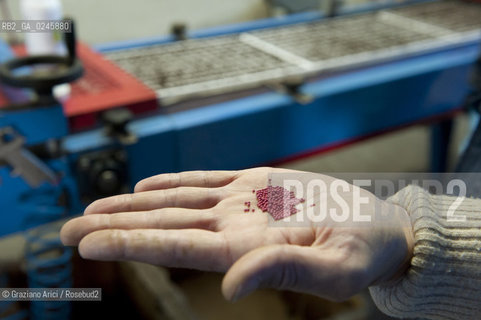Foiano (Arezzo) 21/3/12 - Preparazione dei plateau con torba e seme impillolato ©Graziano Arici/Rosebud2