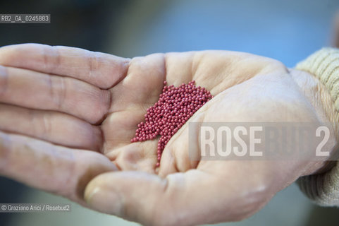Foiano (Arezzo) 21/3/12 - Preparazione dei plateau con torba e seme impillolato ©Graziano Arici/Rosebud2