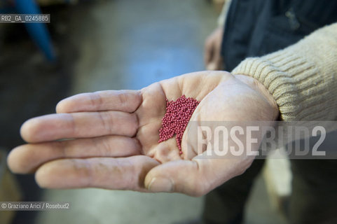 Foiano (Arezzo) 21/3/12 - Preparazione dei plateau con torba e seme impillolato ©Graziano Arici/Rosebud2