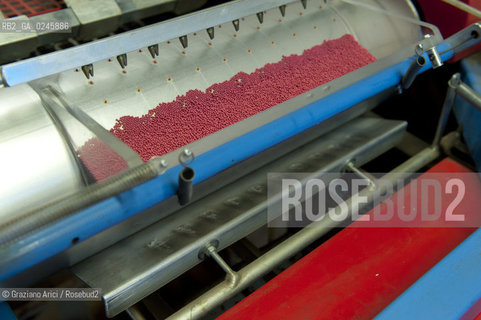 Foiano (Arezzo) 21/3/12 - Preparazione dei plateau con torba e seme impillolato ©Graziano Arici/Rosebud2