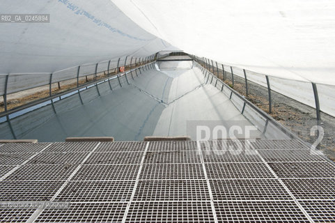 Foiano (Arezzo) 21/3/12 - Crescita delle piantine di tabacco in serra ©Graziano Arici/Rosebud2