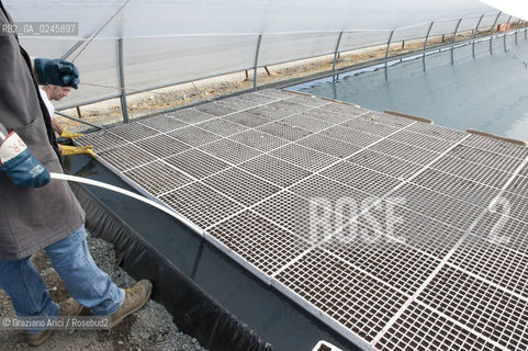 Foiano (Arezzo) 21/3/12 - Crescita delle piantine di tabacco in serra ©Graziano Arici/Rosebud2