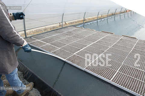 Foiano (Arezzo) 21/3/12 - Crescita delle piantine di tabacco in serra ©Graziano Arici/Rosebud2