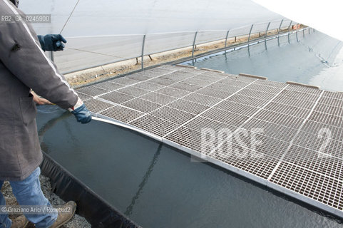 Foiano (Arezzo) 21/3/12 - Crescita delle piantine di tabacco in serra ©Graziano Arici/Rosebud2