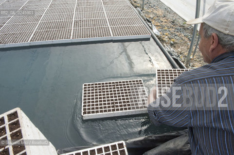 Foiano (Arezzo) 21/3/12 - Crescita delle piantine di tabacco in serra ©Graziano Arici/Rosebud2