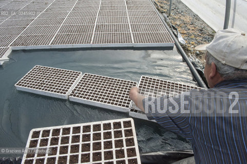 Foiano (Arezzo) 21/3/12 - Crescita delle piantine di tabacco in serra ©Graziano Arici/Rosebud2