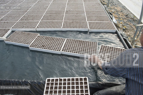 Foiano (Arezzo) 21/3/12 - Crescita delle piantine di tabacco in serra ©Graziano Arici/Rosebud2