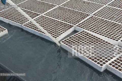 Foiano (Arezzo) 21/3/12 - Crescita delle piantine di tabacco in serra ©Graziano Arici/Rosebud2