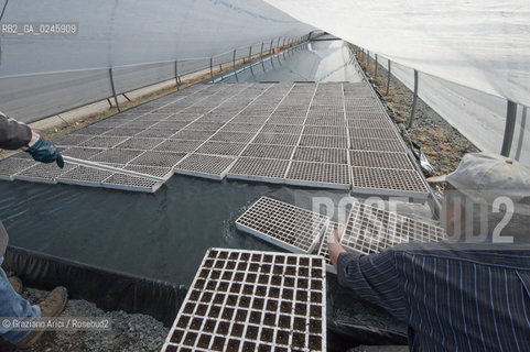 Foiano (Arezzo) 21/3/12 - Crescita delle piantine di tabacco in serra ©Graziano Arici/Rosebud2