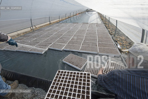 Foiano (Arezzo) 21/3/12 - Crescita delle piantine di tabacco in serra ©Graziano Arici/Rosebud2