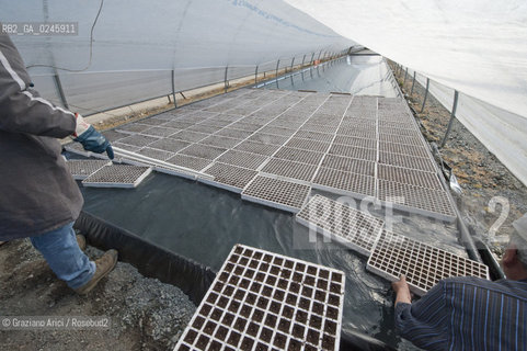 Foiano (Arezzo) 21/3/12 - Crescita delle piantine di tabacco in serra ©Graziano Arici/Rosebud2