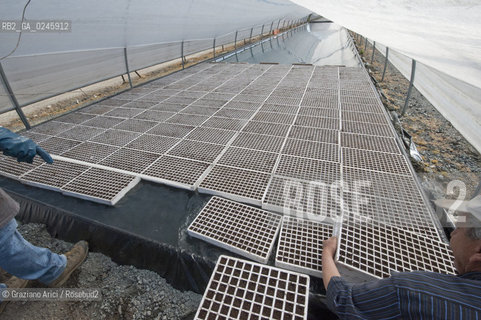 Foiano (Arezzo) 21/3/12 - Crescita delle piantine di tabacco in serra ©Graziano Arici/Rosebud2