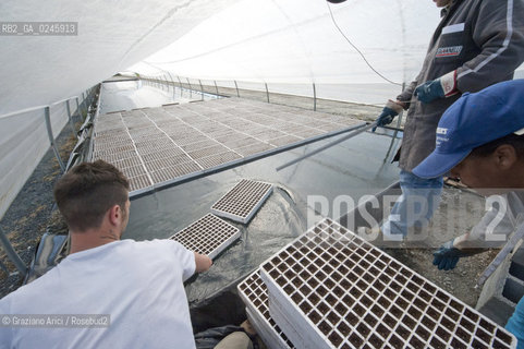 Foiano (Arezzo) 21/3/12 - Crescita delle piantine di tabacco in serra ©Graziano Arici/Rosebud2