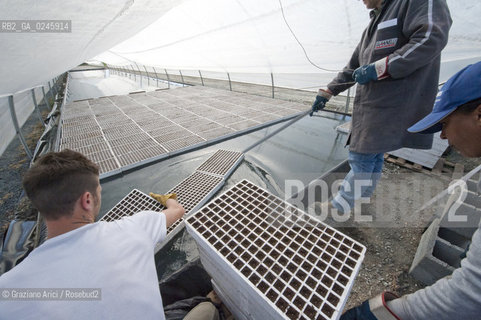 Foiano (Arezzo) 21/3/12 - Crescita delle piantine di tabacco in serra ©Graziano Arici/Rosebud2