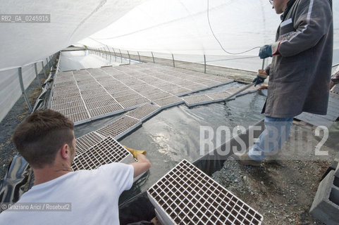 Foiano (Arezzo) 21/3/12 - Crescita delle piantine di tabacco in serra ©Graziano Arici/Rosebud2