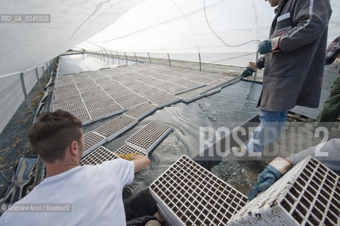 Foiano (Arezzo) 21/3/12 - Crescita delle piantine di tabacco in serra ©Graziano Arici/Rosebud2