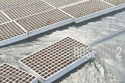 Foiano (Arezzo) 21/3/12 - Crescita delle piantine di tabacco in serra ©Graziano Arici/Rosebud2