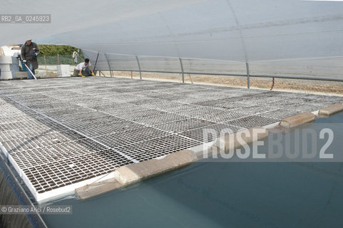 Foiano (Arezzo) 21/3/12 - Crescita delle piantine di tabacco in serra ©Graziano Arici/Rosebud2