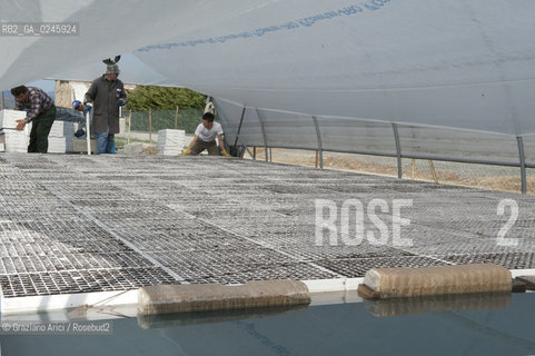 Foiano (Arezzo) 21/3/12 - Crescita delle piantine di tabacco in serra ©Graziano Arici/Rosebud2