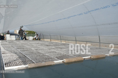 Foiano (Arezzo) 21/3/12 - Crescita delle piantine di tabacco in serra ©Graziano Arici/Rosebud2