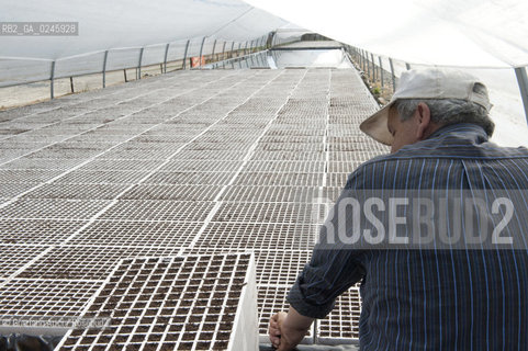 Foiano (Arezzo) 21/3/12 - Crescita delle piantine di tabacco in serra ©Graziano Arici/Rosebud2