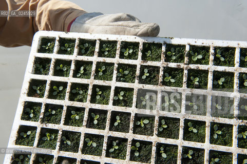 Foiano (Arezzo) 21/3/12 - Crescita delle piantine di tabacco in serra ©Graziano Arici/Rosebud2