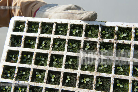 Foiano (Arezzo) 21/3/12 - Crescita delle piantine di tabacco in serra ©Graziano Arici/Rosebud2
