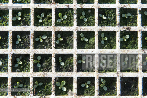 Foiano (Arezzo) 21/3/12 - Crescita delle piantine di tabacco in serra ©Graziano Arici/Rosebud2