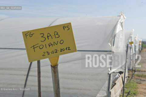 Foiano (Arezzo) 21/3/12 - Crescita delle piantine di tabacco in serra ©Graziano Arici/Rosebud2