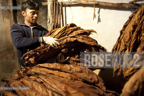 Tozzo (Arezzo) 21/3/12 - Lavorazione del tabacco essiccato, preparazione, cernita, e allestimenti in mazzi e sucessiva inscatolatura del tabacco ©Graziano Arici/Rosebud2