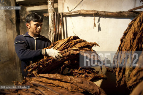 Tozzo (Arezzo) 21/3/12 - Lavorazione del tabacco essiccato, preparazione, cernita, e allestimenti in mazzi e sucessiva inscatolatura del tabacco ©Graziano Arici/Rosebud2