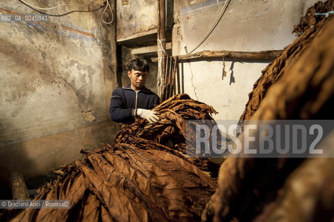 Tozzo (Arezzo) 21/3/12 - Lavorazione del tabacco essiccato, preparazione, cernita, e allestimenti in mazzi e sucessiva inscatolatura del tabacco ©Graziano Arici/Rosebud2