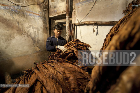 Tozzo (Arezzo) 21/3/12 - Lavorazione del tabacco essiccato, preparazione, cernita, e allestimenti in mazzi e sucessiva inscatolatura del tabacco ©Graziano Arici/Rosebud2