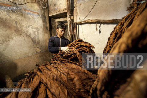 Tozzo (Arezzo) 21/3/12 - Lavorazione del tabacco essiccato, preparazione, cernita, e allestimenti in mazzi e sucessiva inscatolatura del tabacco ©Graziano Arici/Rosebud2
