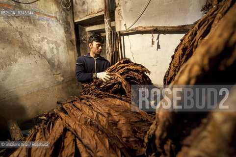 Tozzo (Arezzo) 21/3/12 - Lavorazione del tabacco essiccato, preparazione, cernita, e allestimenti in mazzi e sucessiva inscatolatura del tabacco ©Graziano Arici/Rosebud2