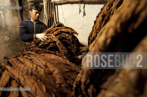 Tozzo (Arezzo) 21/3/12 - Lavorazione del tabacco essiccato, preparazione, cernita, e allestimenti in mazzi e sucessiva inscatolatura del tabacco ©Graziano Arici/Rosebud2