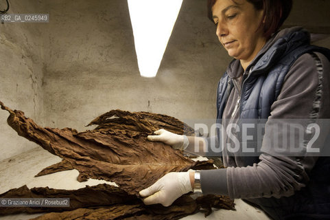 Tozzo (Arezzo) 21/3/12 - Lavorazione del tabacco essiccato, preparazione, cernita, e allestimenti in mazzi e sucessiva inscatolatura del tabacco ©Graziano Arici/Rosebud2