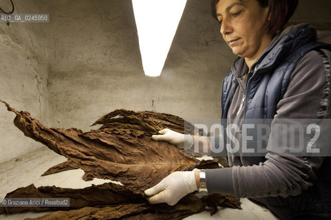 Tozzo (Arezzo) 21/3/12 - Lavorazione del tabacco essiccato, preparazione, cernita, e allestimenti in mazzi e sucessiva inscatolatura del tabacco ©Graziano Arici/Rosebud2