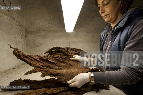 Tozzo (Arezzo) 21/3/12 - Lavorazione del tabacco essiccato, preparazione, cernita, e allestimenti in mazzi e sucessiva inscatolatura del tabacco ©Graziano Arici/Rosebud2