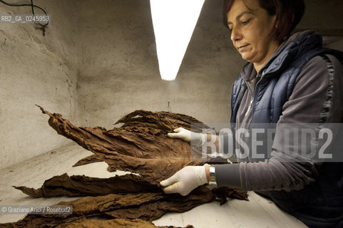 Tozzo (Arezzo) 21/3/12 - Lavorazione del tabacco essiccato, preparazione, cernita, e allestimenti in mazzi e sucessiva inscatolatura del tabacco ©Graziano Arici/Rosebud2