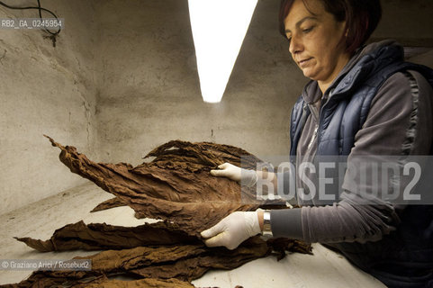 Tozzo (Arezzo) 21/3/12 - Lavorazione del tabacco essiccato, preparazione, cernita, e allestimenti in mazzi e sucessiva inscatolatura del tabacco ©Graziano Arici/Rosebud2