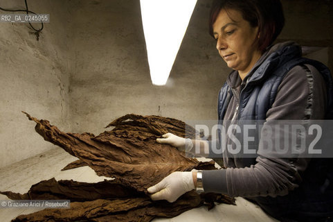 Tozzo (Arezzo) 21/3/12 - Lavorazione del tabacco essiccato, preparazione, cernita, e allestimenti in mazzi e sucessiva inscatolatura del tabacco ©Graziano Arici/Rosebud2