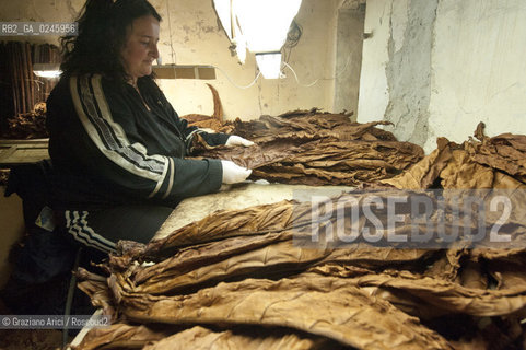 Tozzo (Arezzo) 21/3/12 - Lavorazione del tabacco essiccato, preparazione, cernita, e allestimenti in mazzi e sucessiva inscatolatura del tabacco ©Graziano Arici/Rosebud2