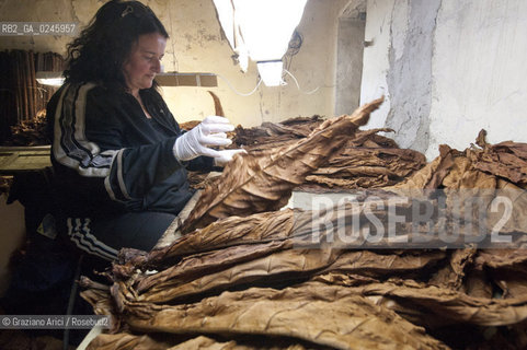 Tozzo (Arezzo) 21/3/12 - Lavorazione del tabacco essiccato, preparazione, cernita, e allestimenti in mazzi e sucessiva inscatolatura del tabacco ©Graziano Arici/Rosebud2